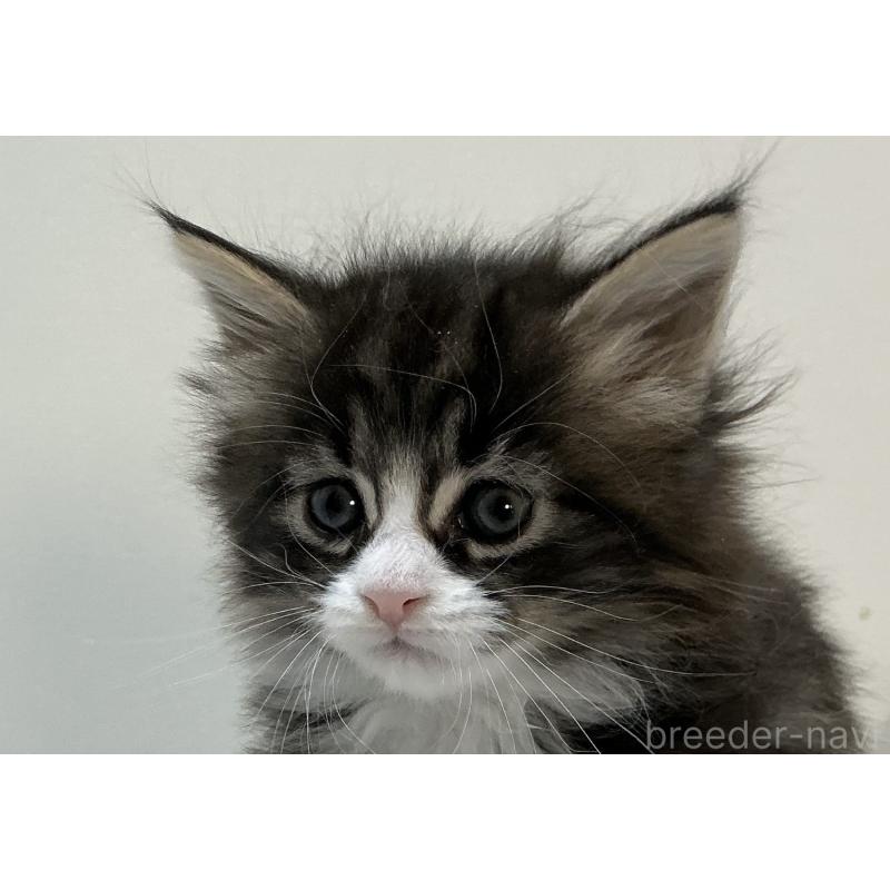 販売中の群馬県のメインクーン-139744の2枚目