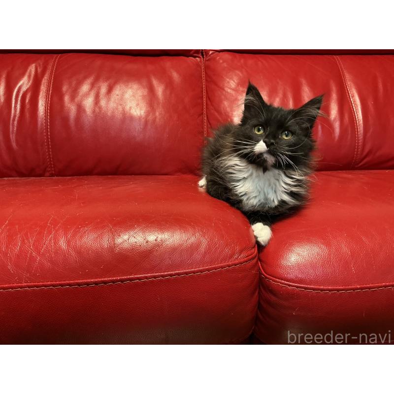 販売中の群馬県のメインクーン-139745の6枚目