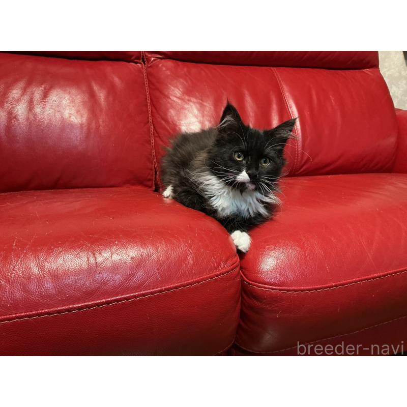 販売中の群馬県のメインクーン-139745の5枚目