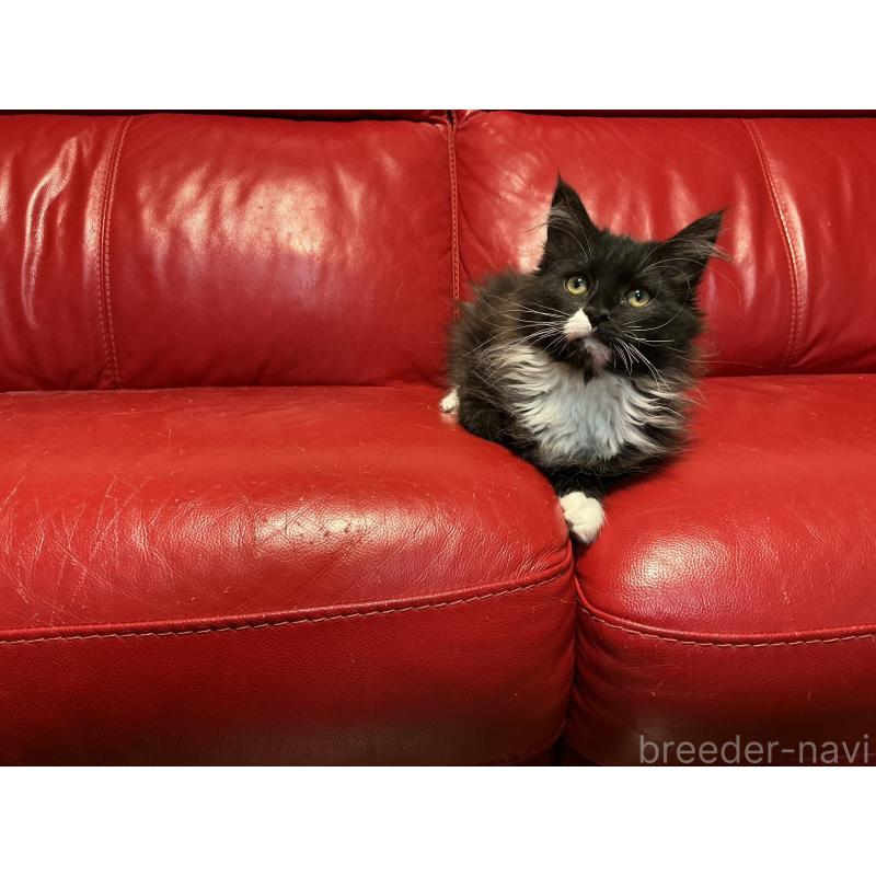 販売中の群馬県のメインクーン-139745の3枚目