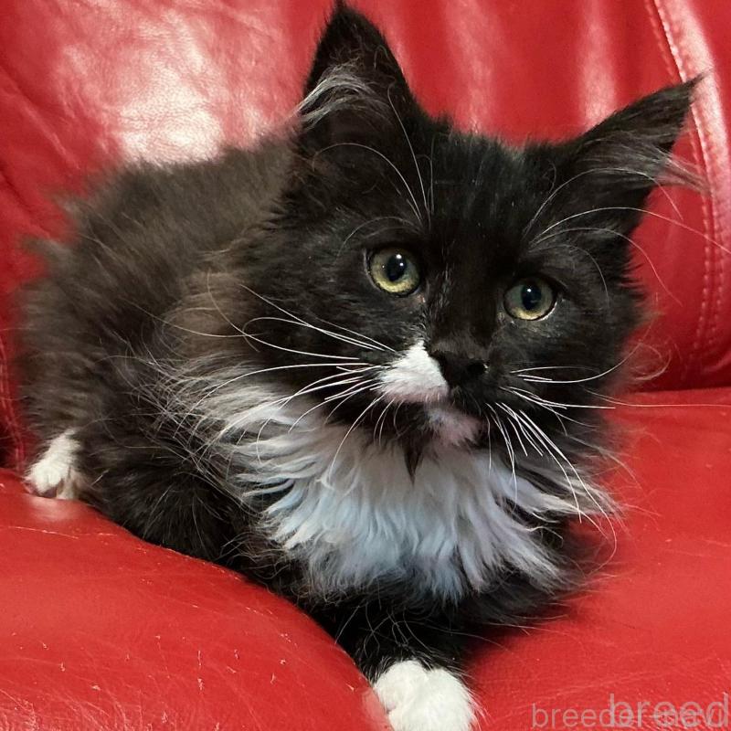 販売中の群馬県のメインクーン-139745