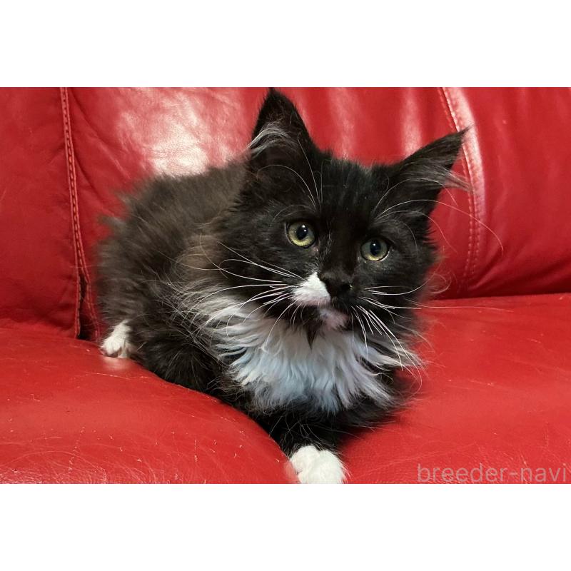 販売中の群馬県のメインクーン-139745の2枚目