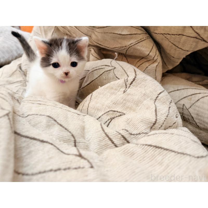 販売中の徳島県のスコティッシュフォールド-139746の16枚目