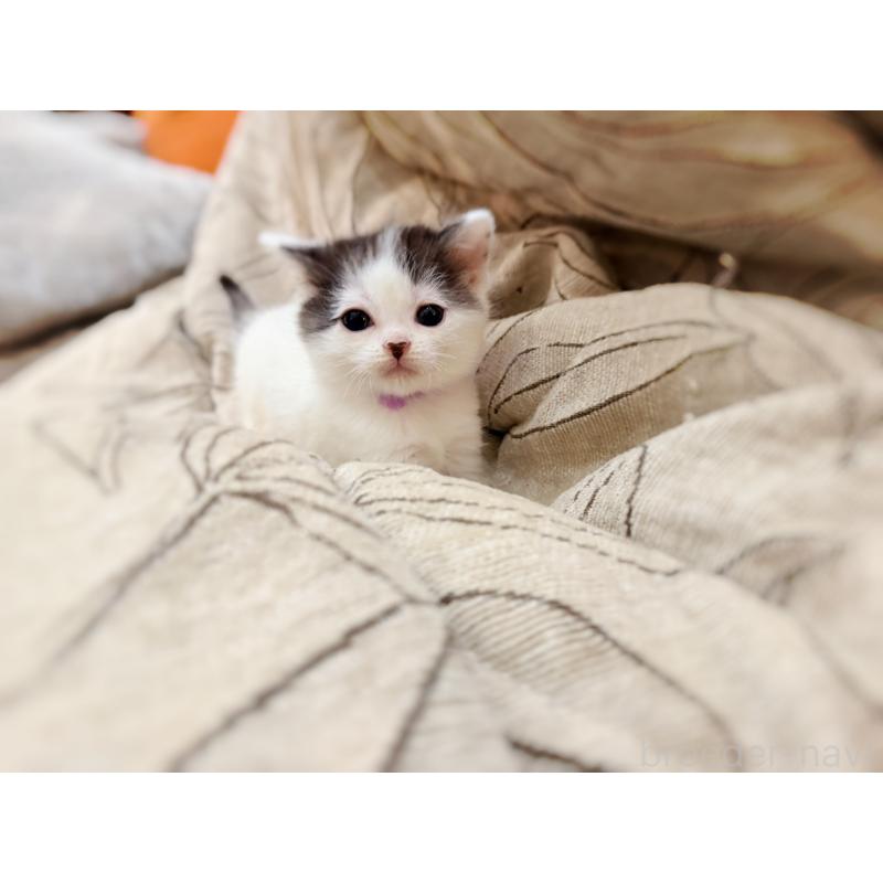 販売中の徳島県のスコティッシュフォールド-139746の15枚目