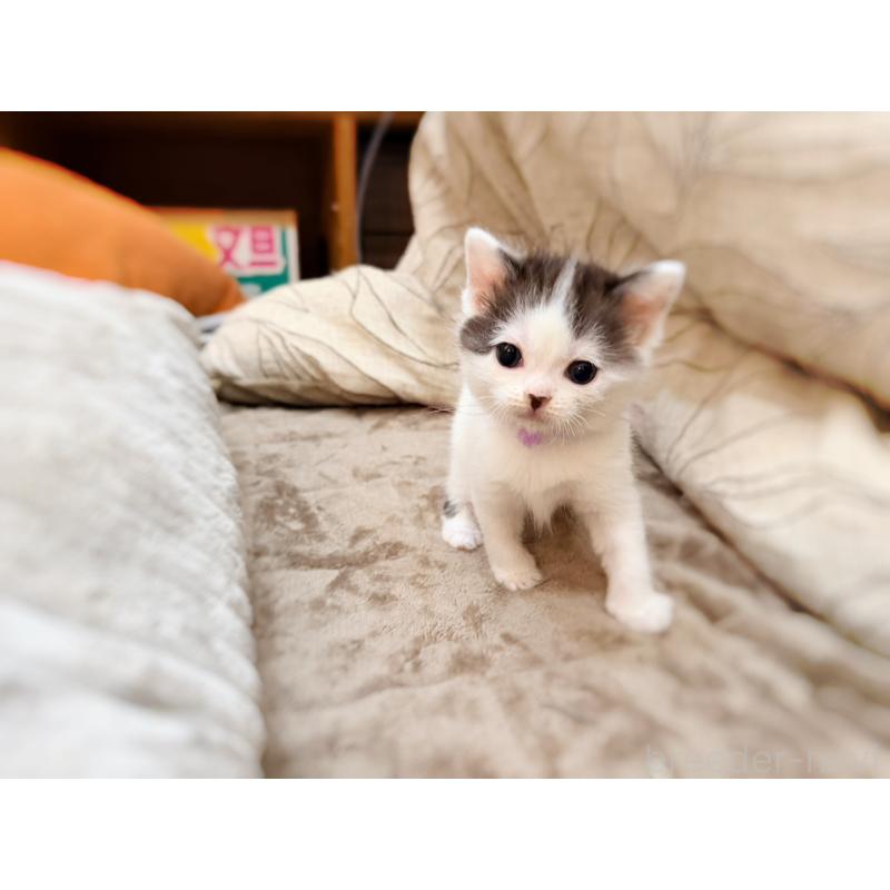 販売中の徳島県のスコティッシュフォールド-139746の13枚目