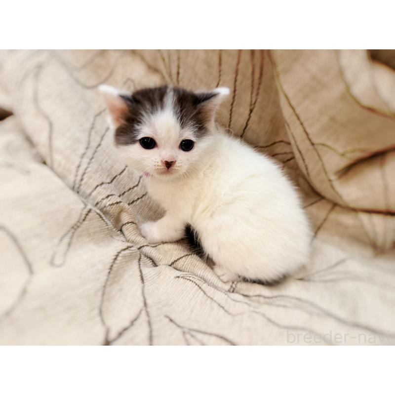 販売中の徳島県のスコティッシュフォールド-139746の11枚目