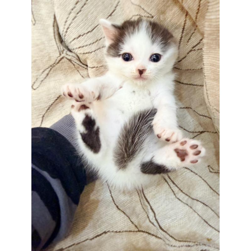 販売中の徳島県のスコティッシュフォールド-139746の10枚目