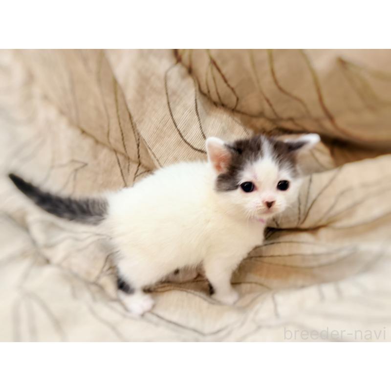 販売中の徳島県のスコティッシュフォールド-139746の9枚目