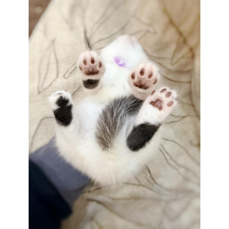 販売中の徳島県のスコティッシュフォールド-139746の8枚目