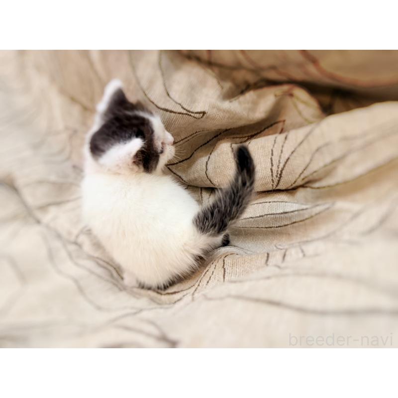 販売中の徳島県のスコティッシュフォールド-139746の7枚目