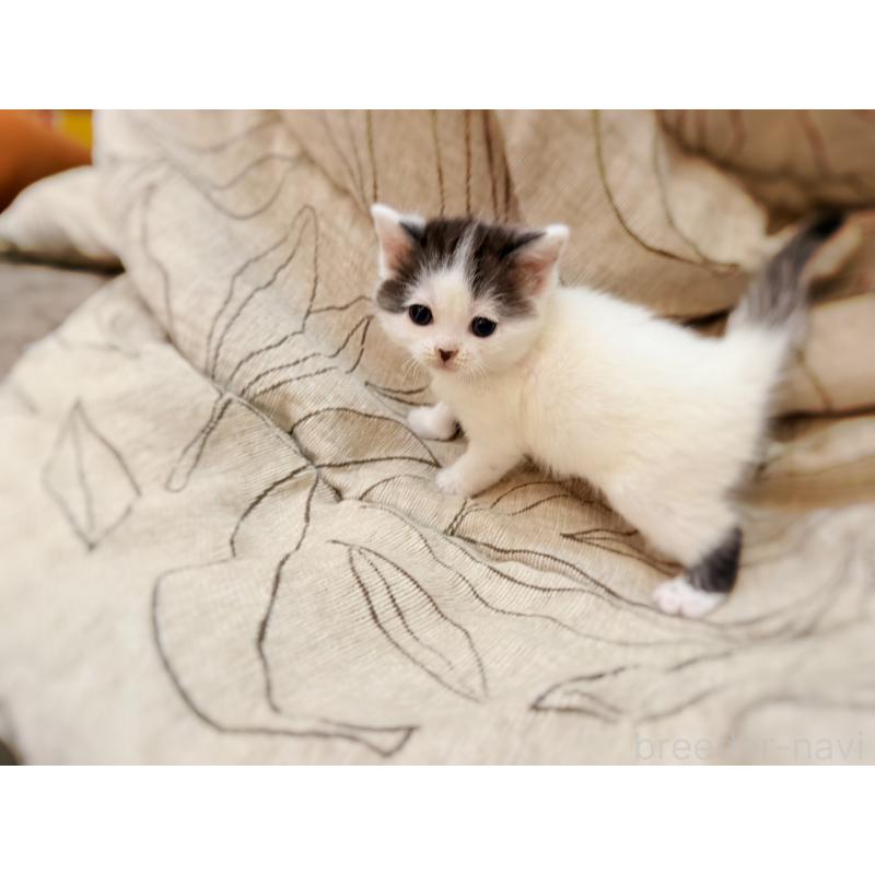 販売中の徳島県のスコティッシュフォールド-139746の6枚目