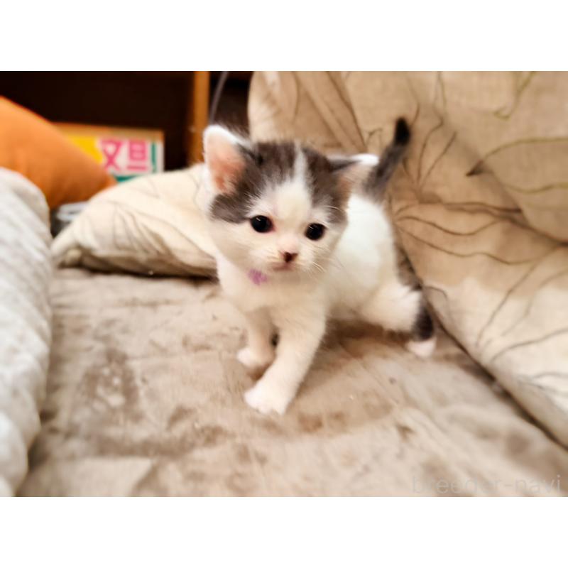 販売中の徳島県のスコティッシュフォールド-139746の5枚目