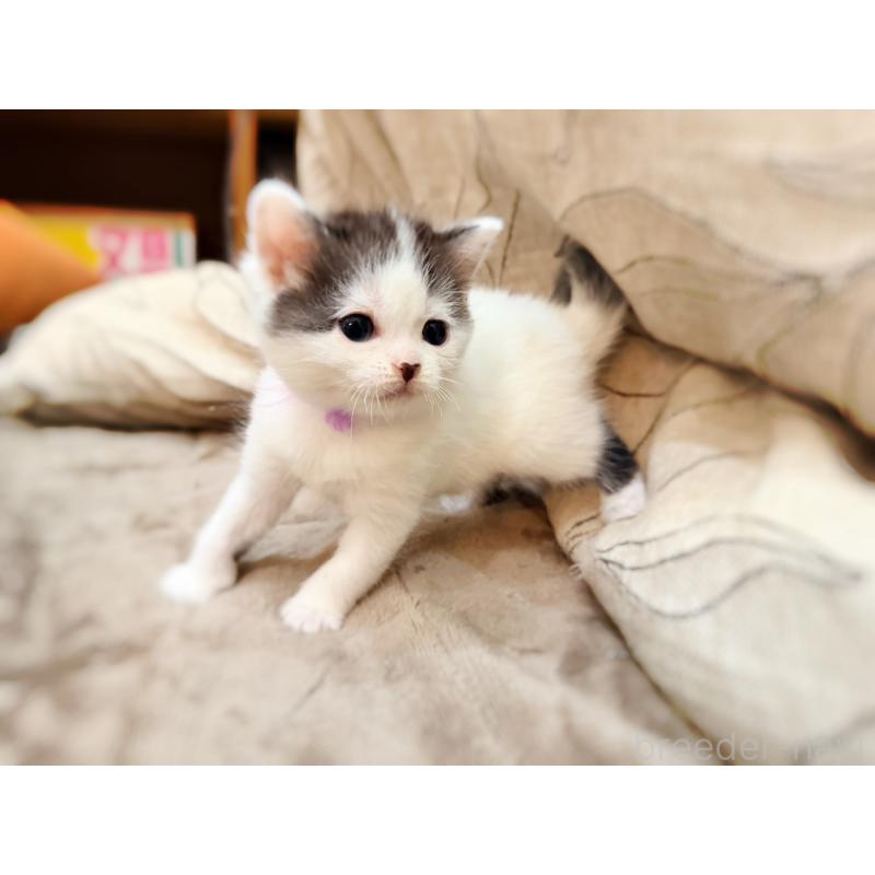 販売中の徳島県のスコティッシュフォールド-139746の3枚目