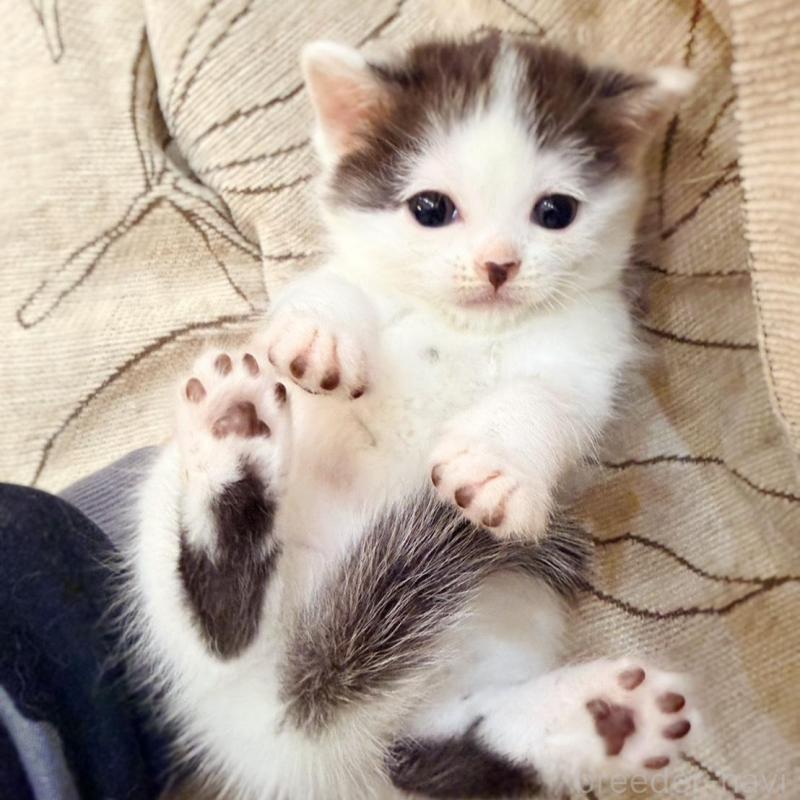 販売中の徳島県のスコティッシュフォールド-139746