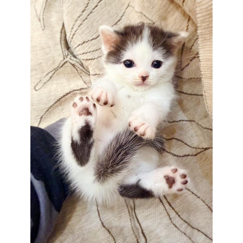 販売中の徳島県のスコティッシュフォールド-139746の2枚目