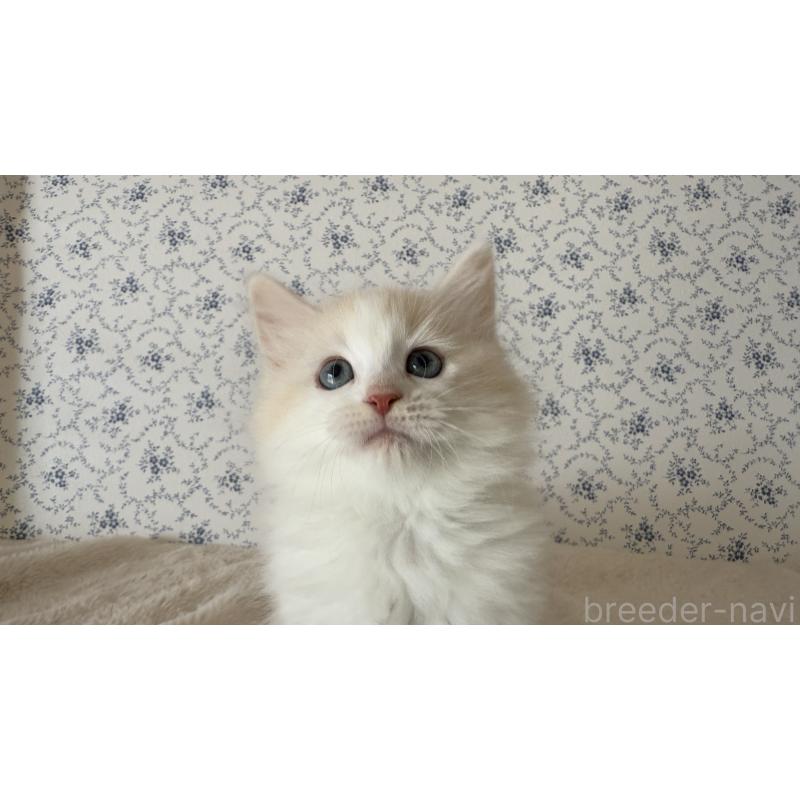 販売中の茨城県のサイベリアン-139747の4枚目