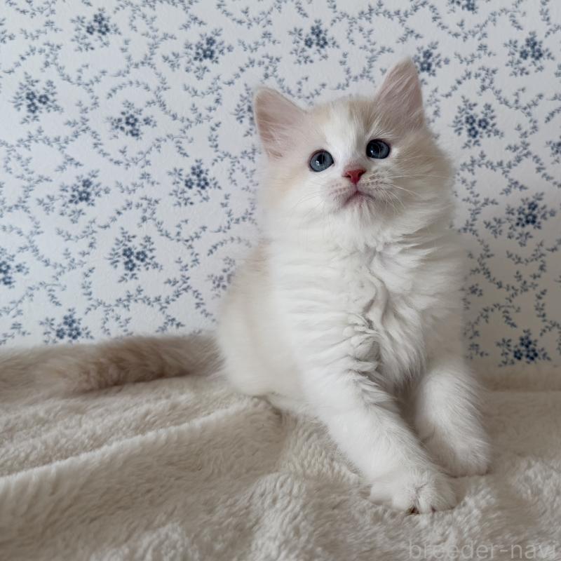 販売中の茨城県のサイベリアン-139747の1枚目