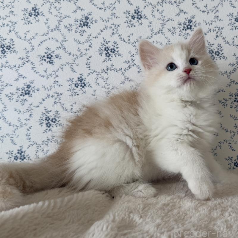 販売中の茨城県のサイベリアン-139747の3枚目