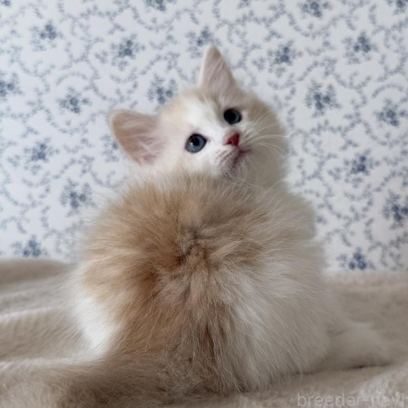 販売中の茨城県のサイベリアン-139747の2枚目