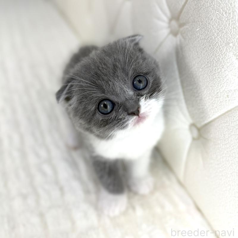 販売中の鹿児島県のスコティッシュフォールド-139748の13枚目