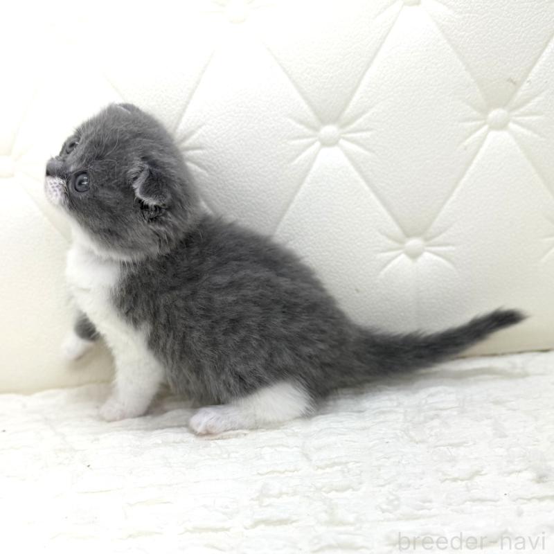 販売中の鹿児島県のスコティッシュフォールド-139748の12枚目