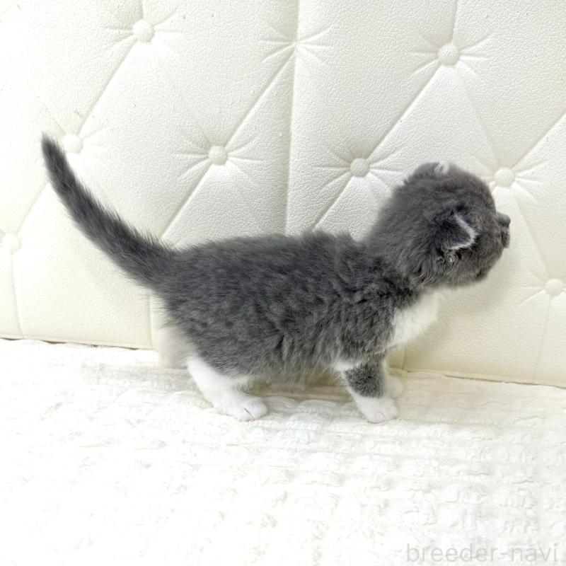 販売中の鹿児島県のスコティッシュフォールド-139748の11枚目