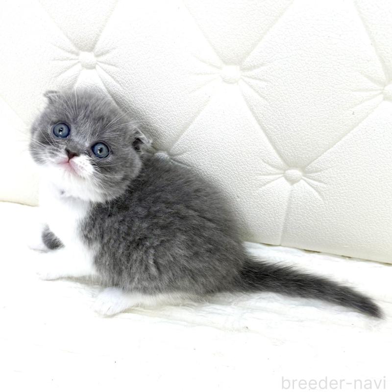 販売中の鹿児島県のスコティッシュフォールド-139748の10枚目