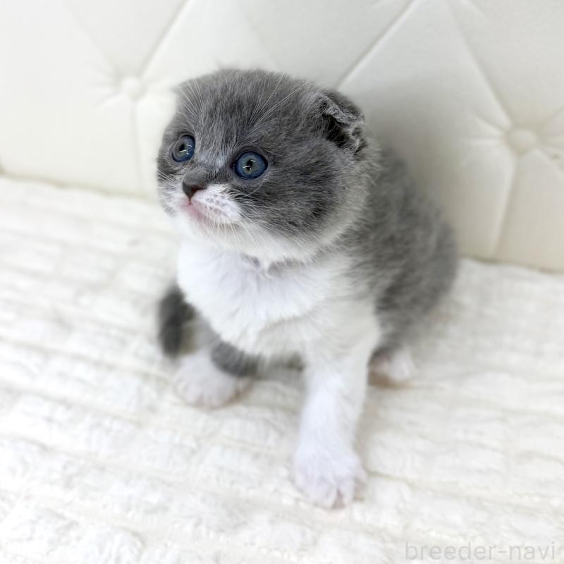 販売中の鹿児島県のスコティッシュフォールド-139748の9枚目