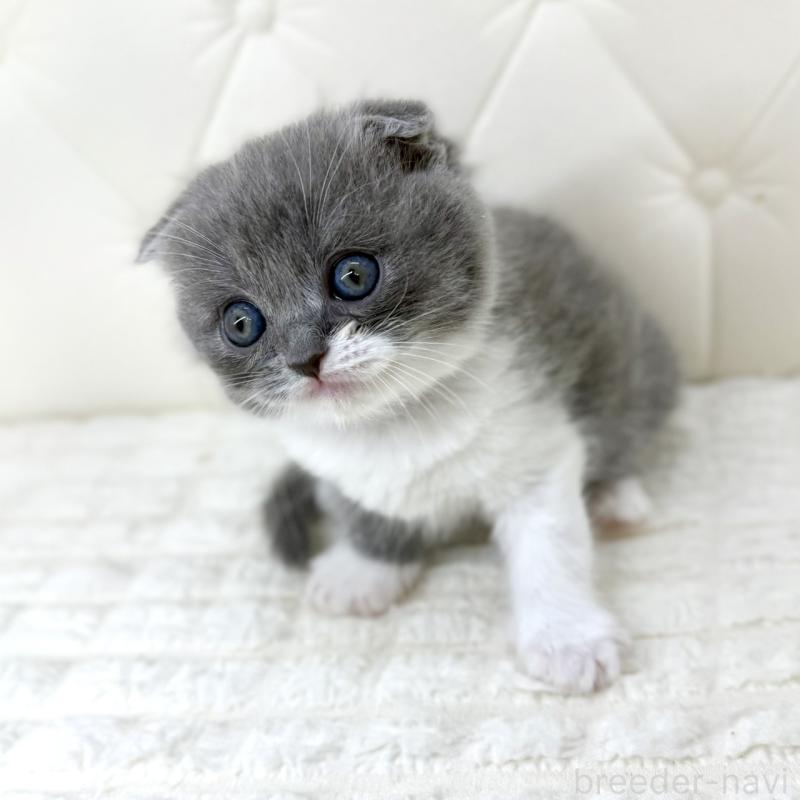 販売中の鹿児島県のスコティッシュフォールド-139748の8枚目