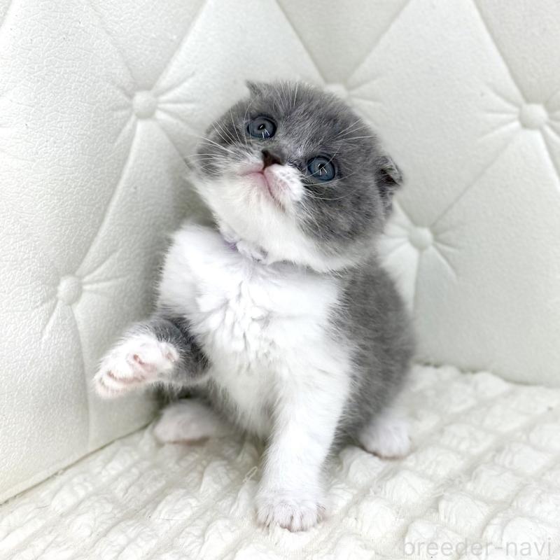販売中の鹿児島県のスコティッシュフォールド-139748の7枚目