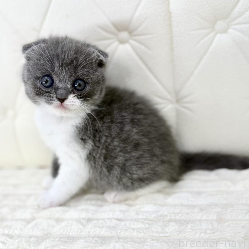 販売中の鹿児島県のスコティッシュフォールド-139748