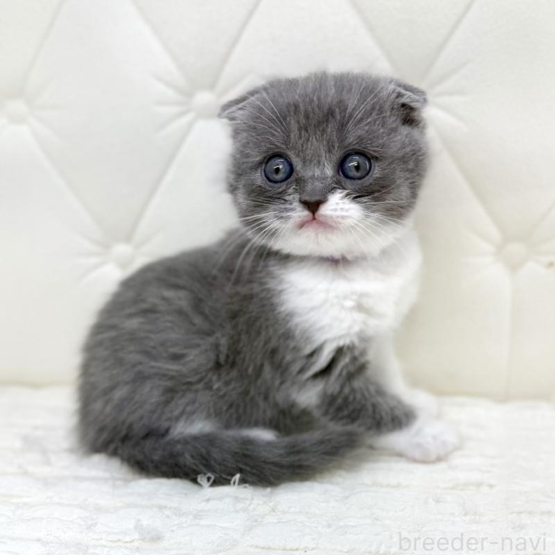 販売中の鹿児島県のスコティッシュフォールド-139748の5枚目