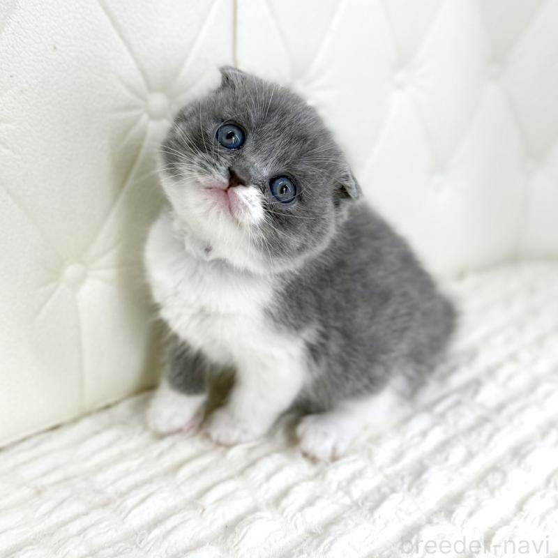 販売中の鹿児島県のスコティッシュフォールド-139748の4枚目