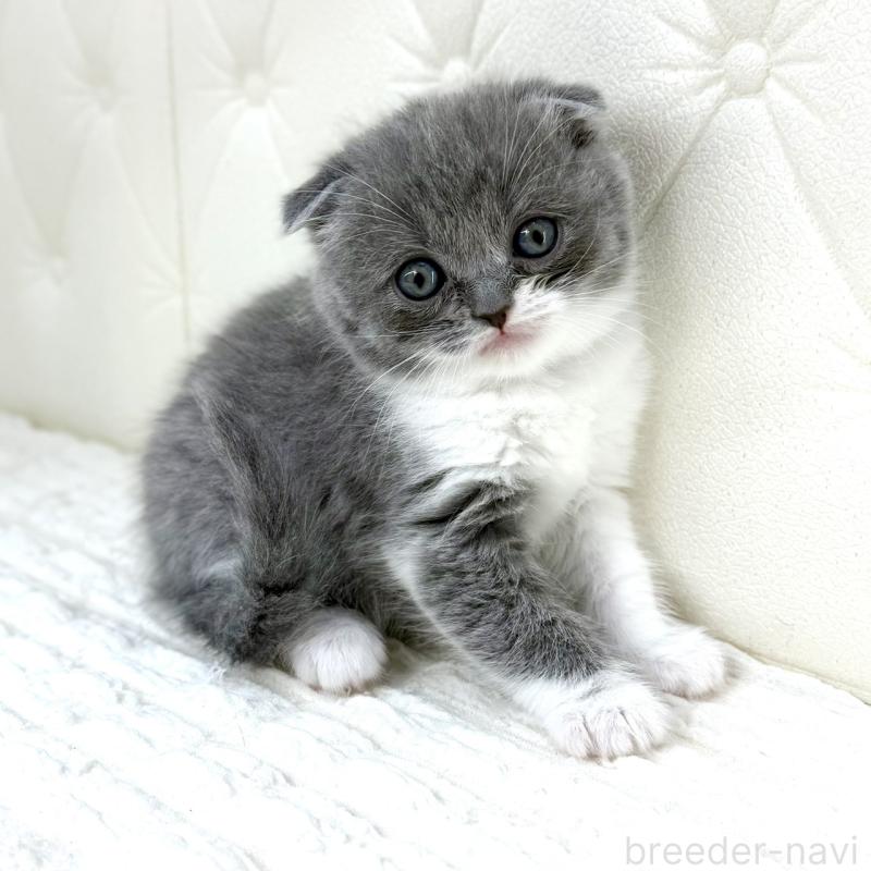 販売中の鹿児島県のスコティッシュフォールド-139748の3枚目