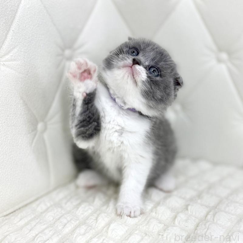 販売中の鹿児島県のスコティッシュフォールド-139748の2枚目