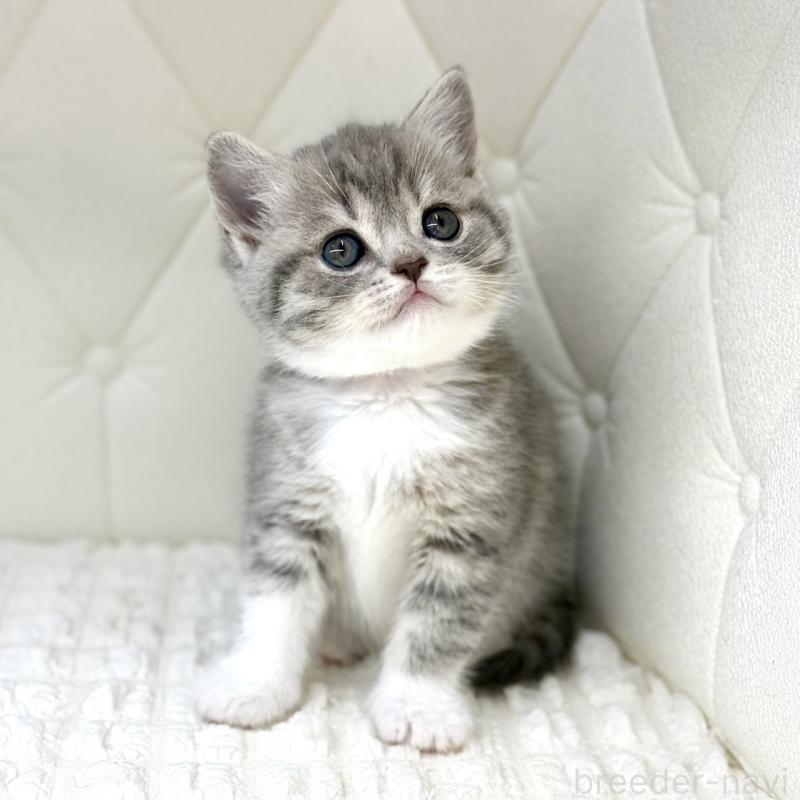 販売中の鹿児島県のスコティッシュフォールド-139749の15枚目