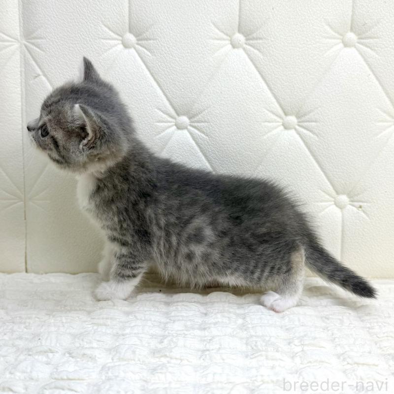 販売中の鹿児島県のスコティッシュフォールド-139749の14枚目
