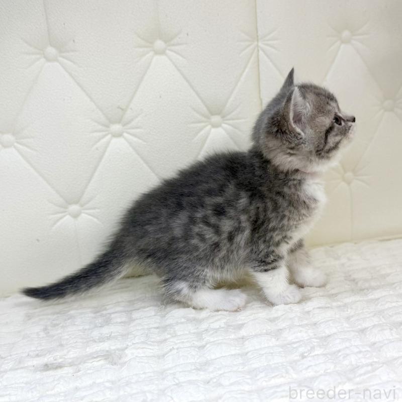 販売中の鹿児島県のスコティッシュフォールド-139749の13枚目