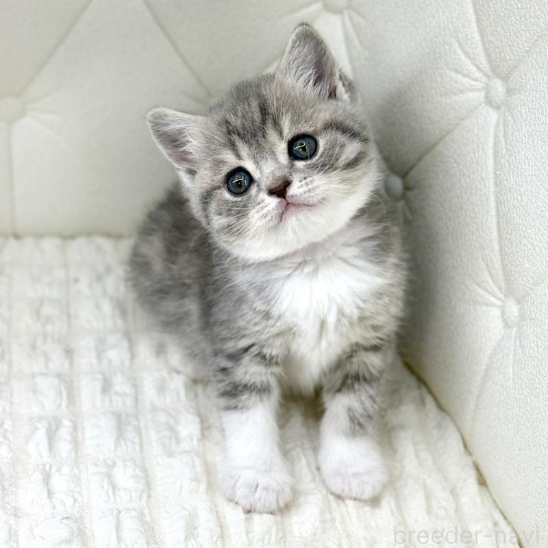 販売中の鹿児島県のスコティッシュフォールド-139749の12枚目