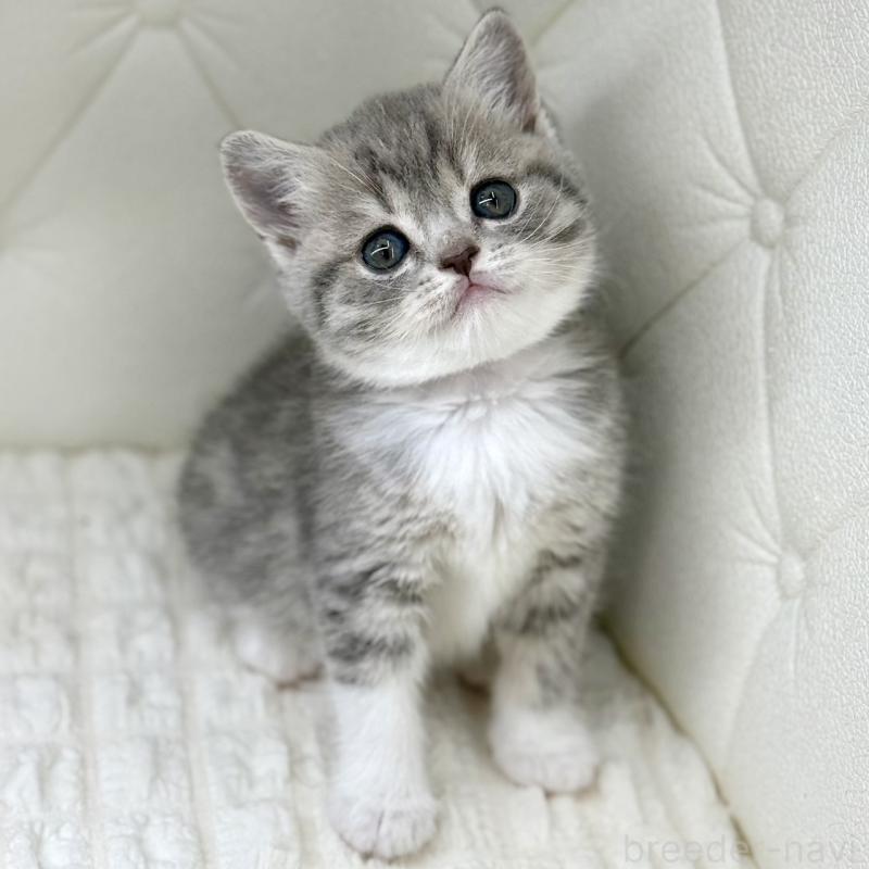 販売中の鹿児島県のスコティッシュフォールド-139749の11枚目