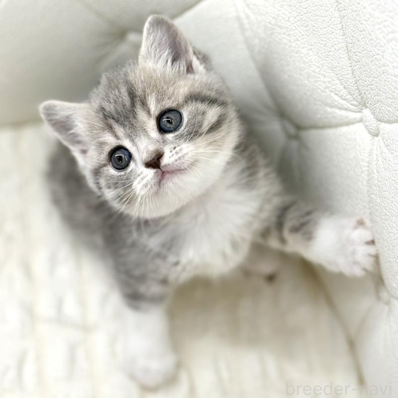 販売中の鹿児島県のスコティッシュフォールド-139749の1枚目