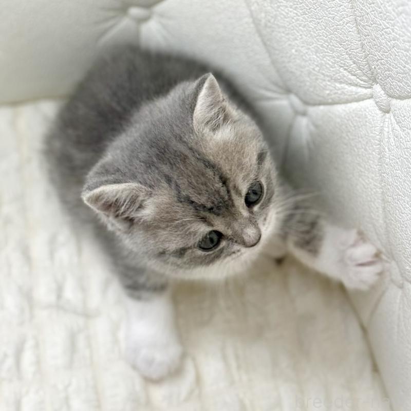 販売中の鹿児島県のスコティッシュフォールド-139749の10枚目