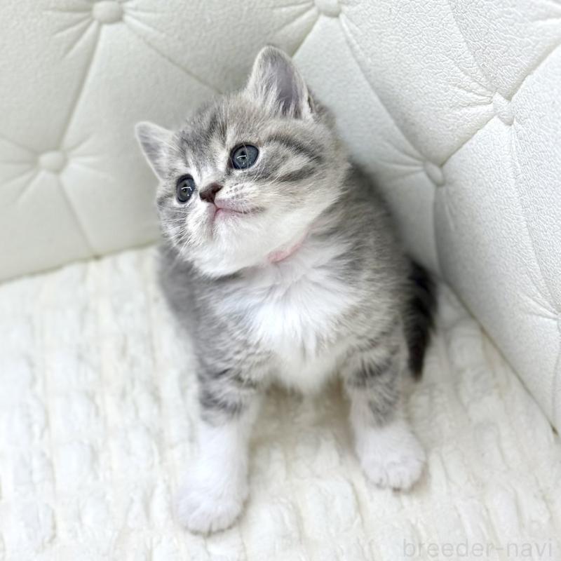 販売中の鹿児島県のスコティッシュフォールド-139749の8枚目