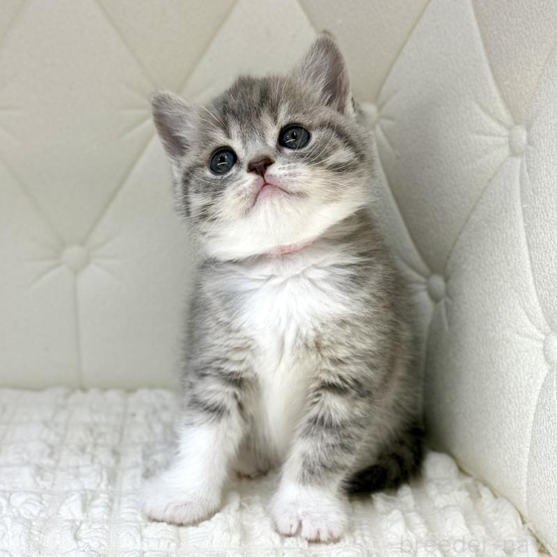 販売中の鹿児島県のスコティッシュフォールド-139749の6枚目