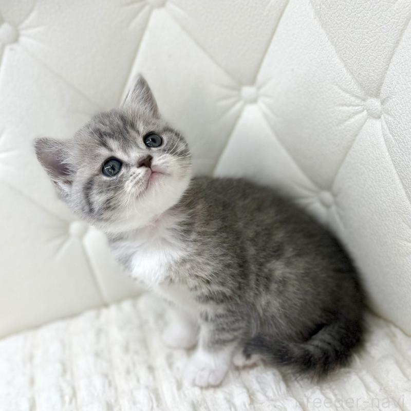 販売中の鹿児島県のスコティッシュフォールド-139749の5枚目