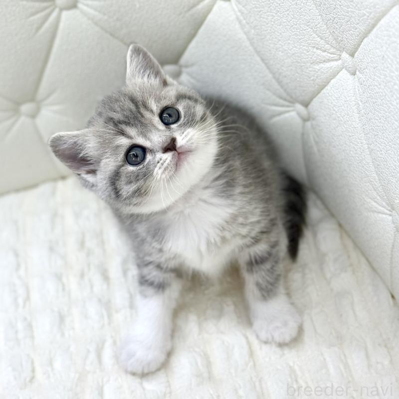 販売中の鹿児島県のスコティッシュフォールド-139749の3枚目