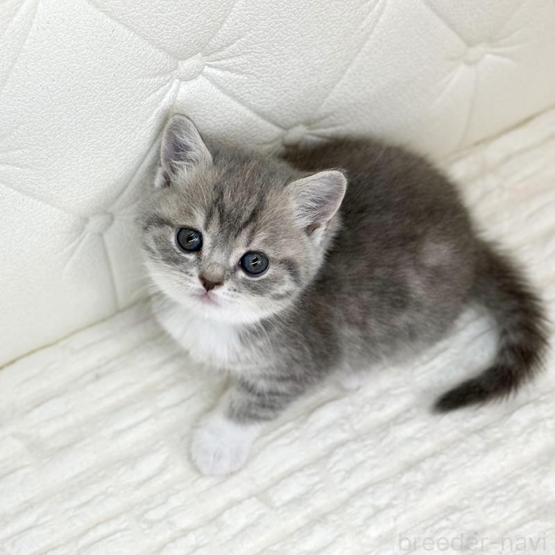 販売中の鹿児島県のスコティッシュフォールド-139749の2枚目