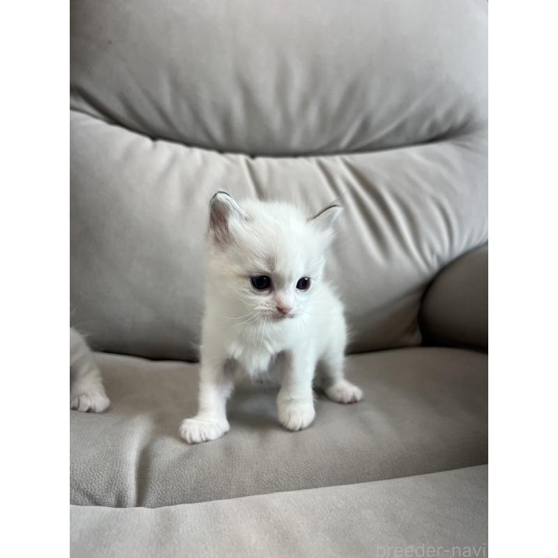 販売中の大阪府のラグドール-139750の10枚目