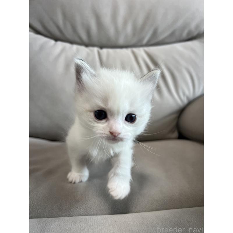 販売中の大阪府のラグドール-139750の9枚目