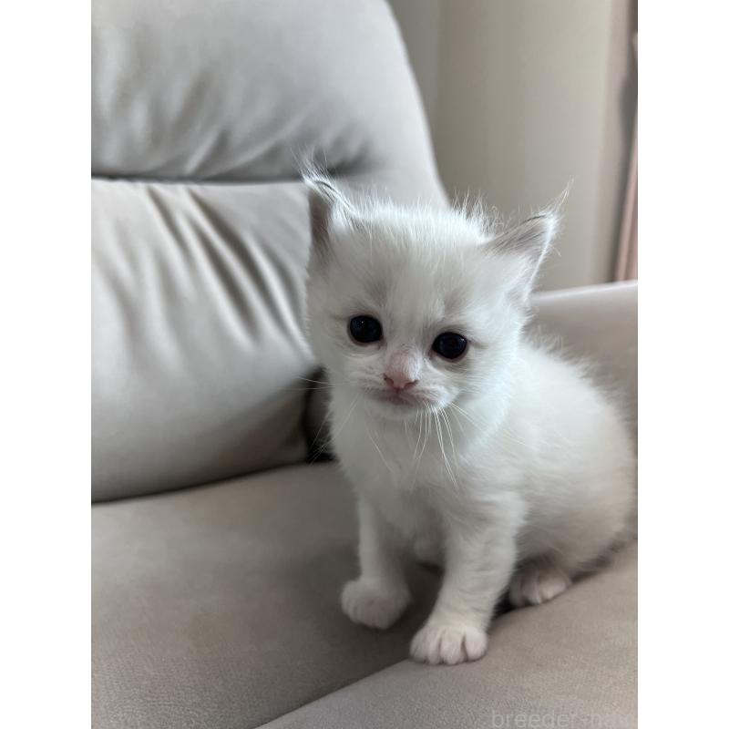 販売中の大阪府のラグドール-139750の7枚目